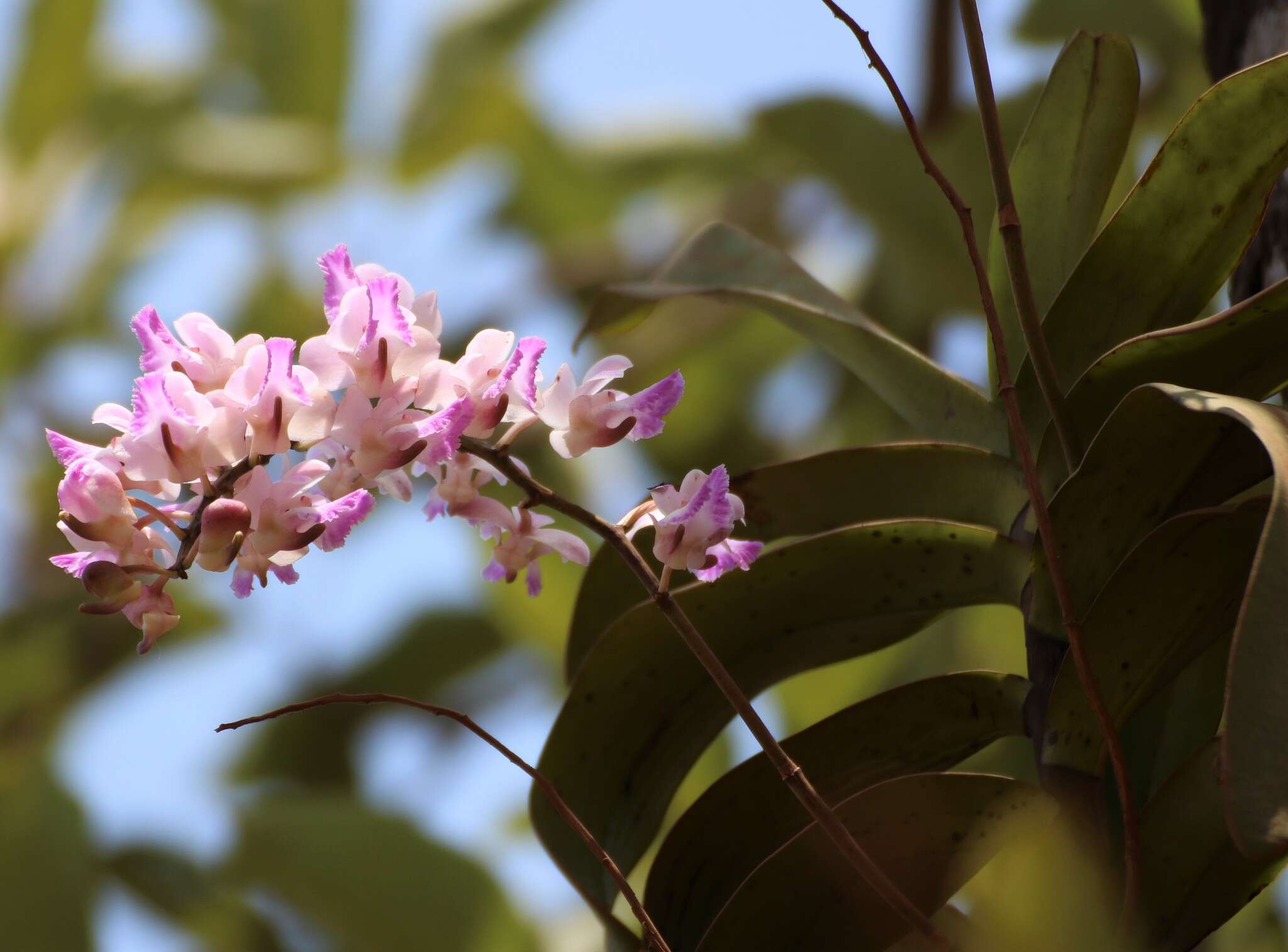 Image of Aerides crispa Lindl.