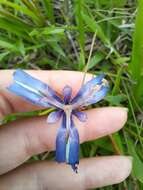 Image of Herbertia pulchella Sweet