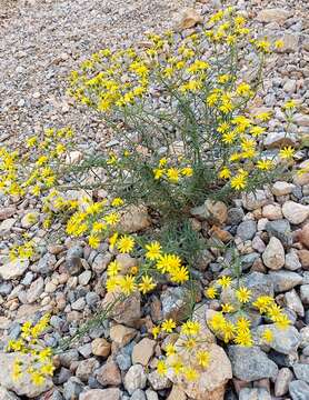 Image of Senecio nevadensis subsp. malacitanus (Huter) Greuter