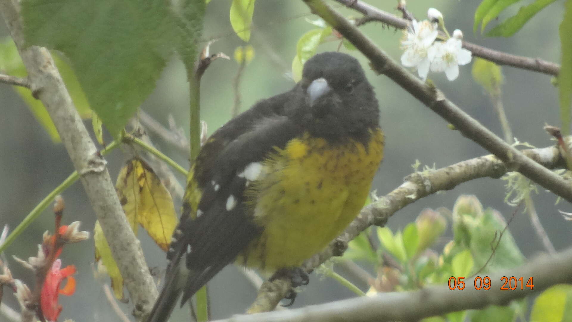 Image of Black-backed Grosbeak