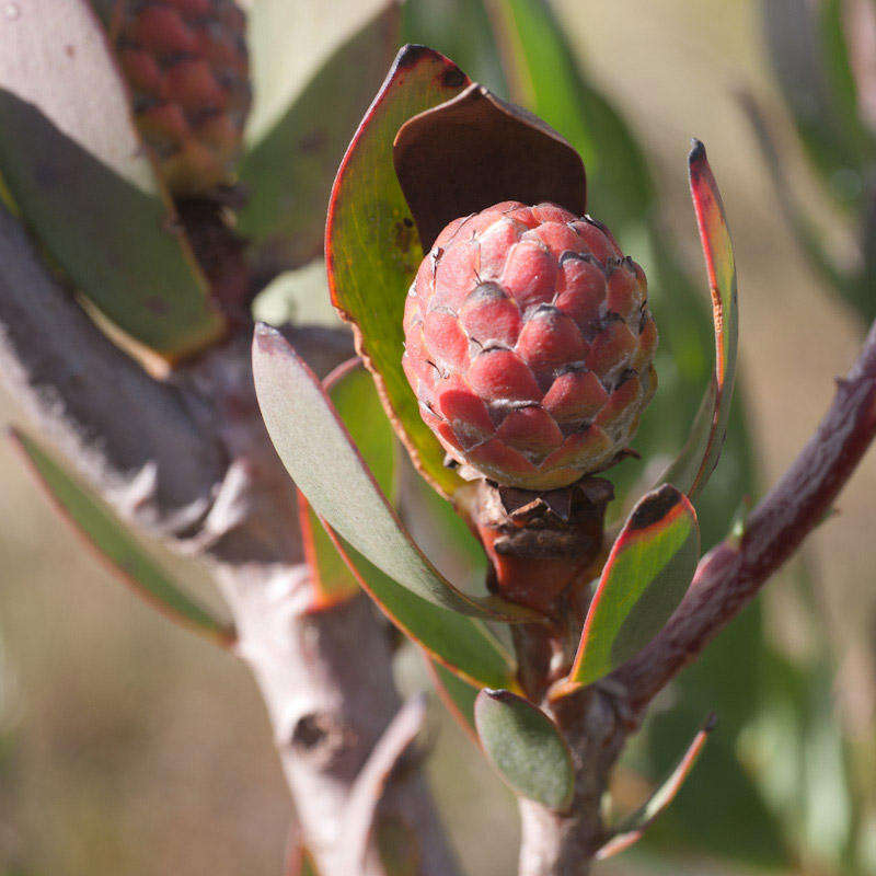 Plancia ëd Leucadendron discolor Buek ex Meissn.