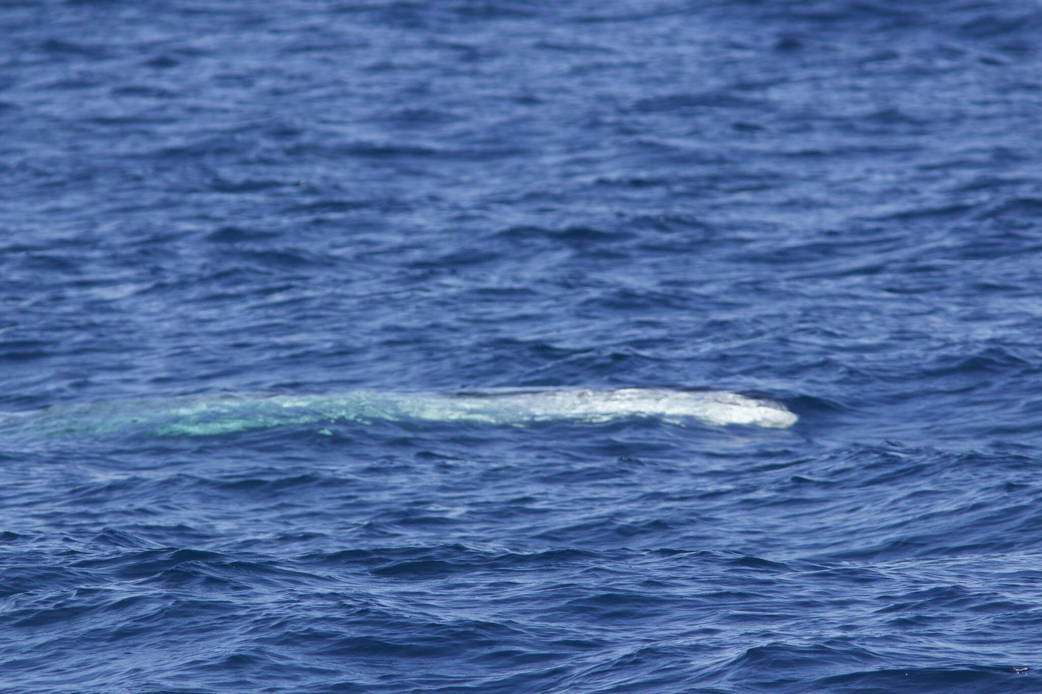 Image of Balaenoptera physalus physalus (Linnaeus 1758)