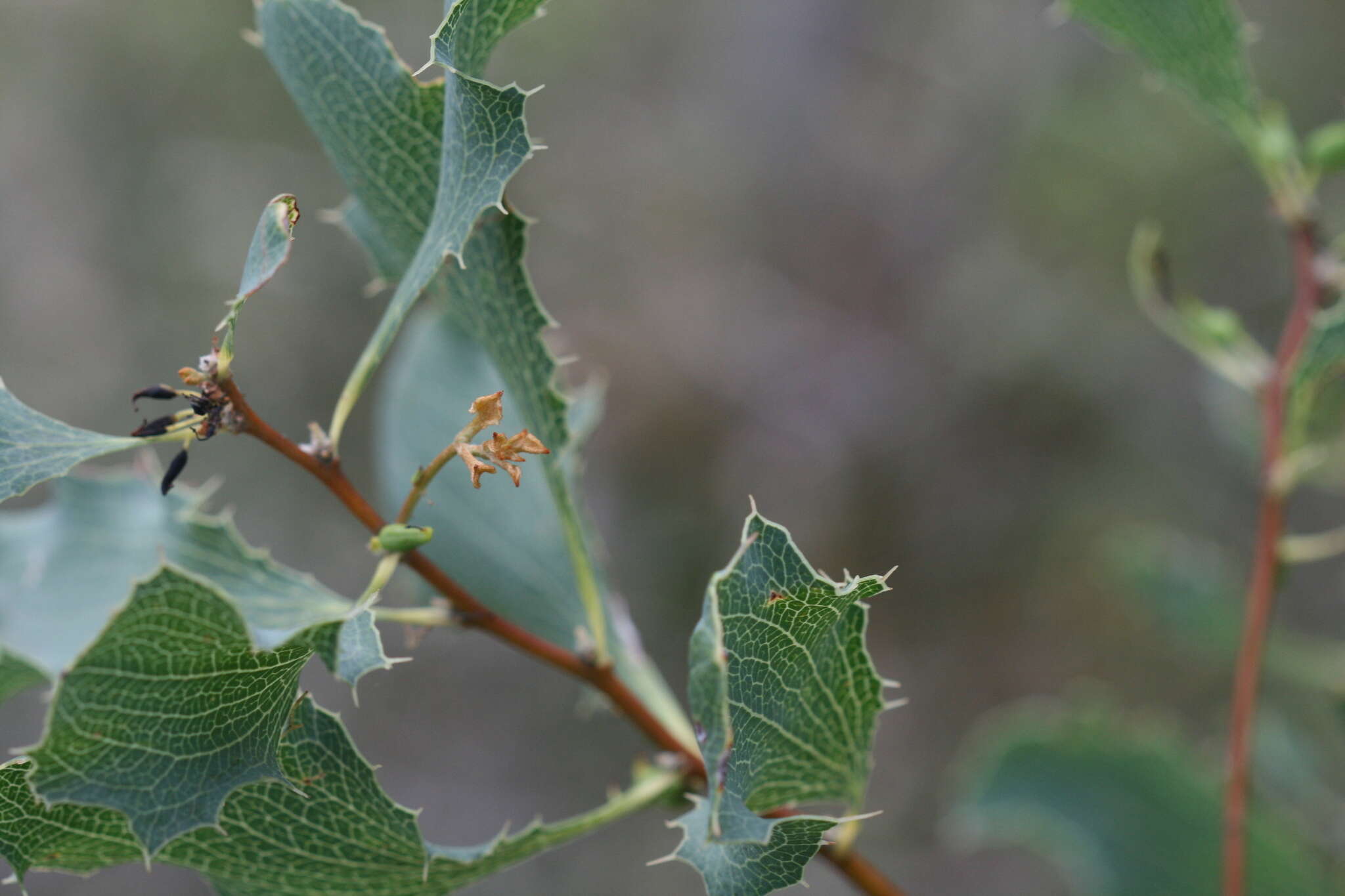 Слика од Hakea undulata R. Br.