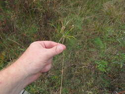 Image of greenstar sedge