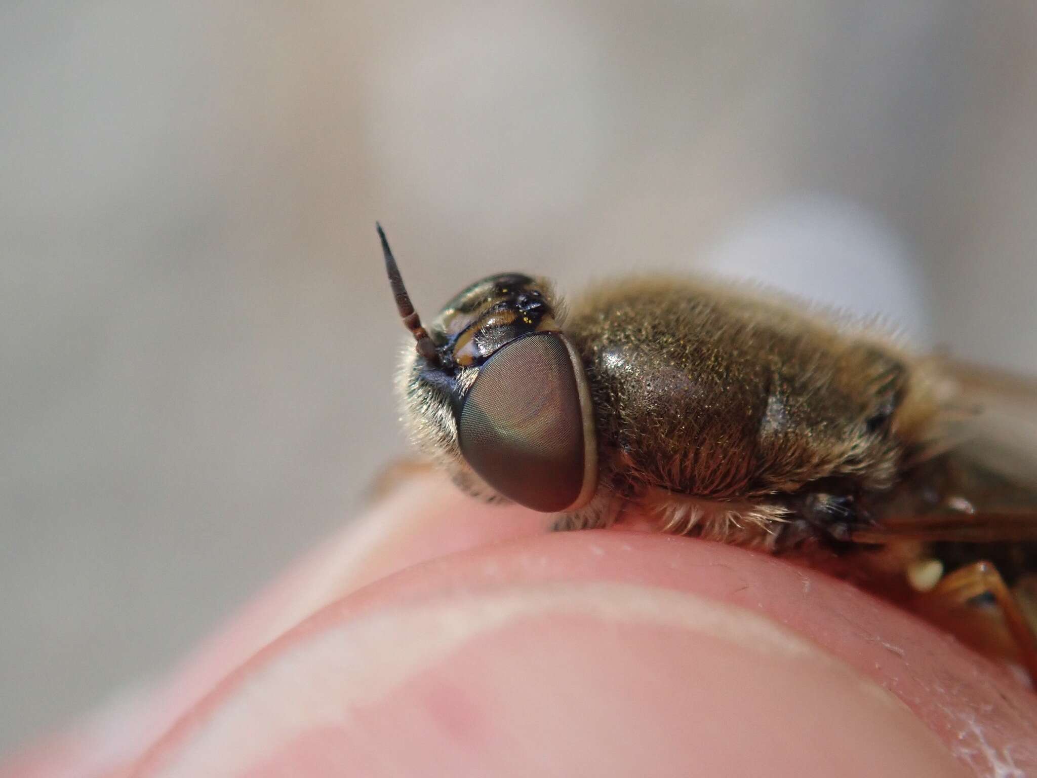 Image of Odontomyia ornata (Meigen 1822)