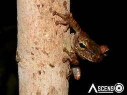 صورة Osteocephalus oophagus Jungfer & Schiesari 1995