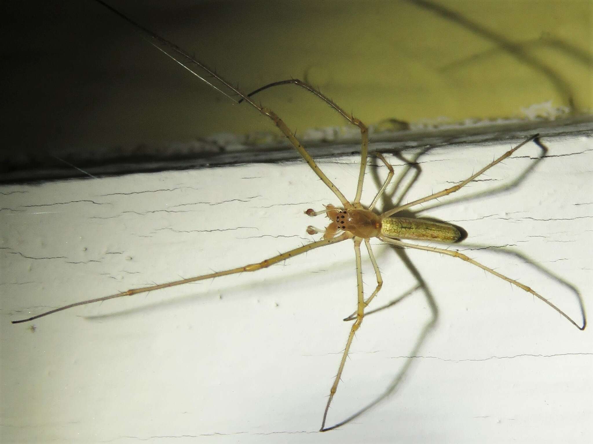 Image of Silver Longjawed Orbweaver