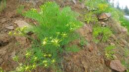 Image of Thompson's desertparsley