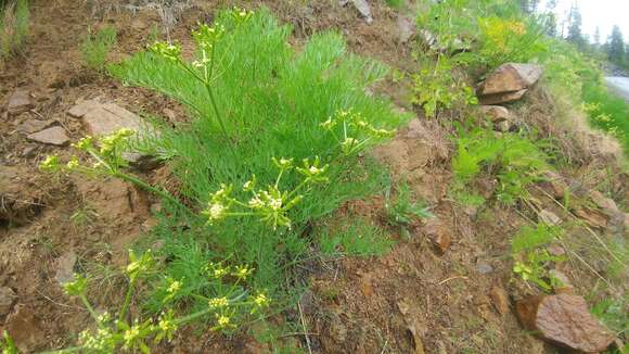 Image of Thompson's desertparsley