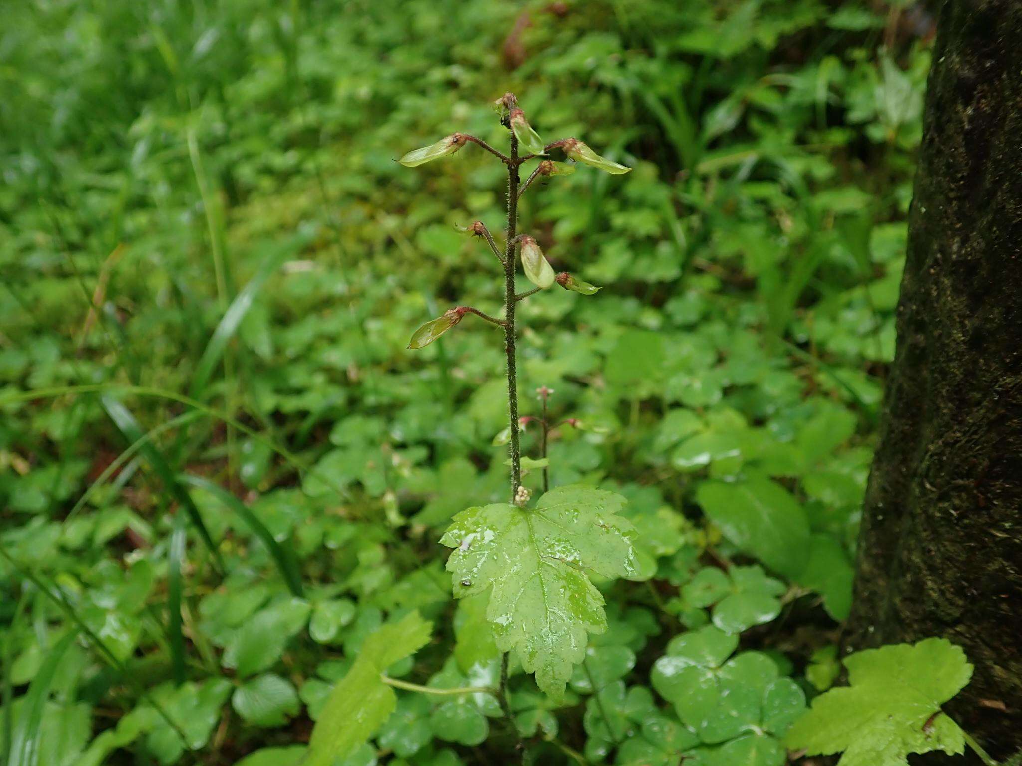 Image of Tiarella polyphylla D. Don