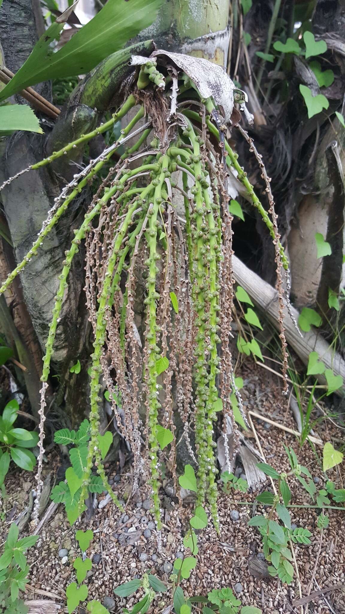 Image of Fishtail Palm