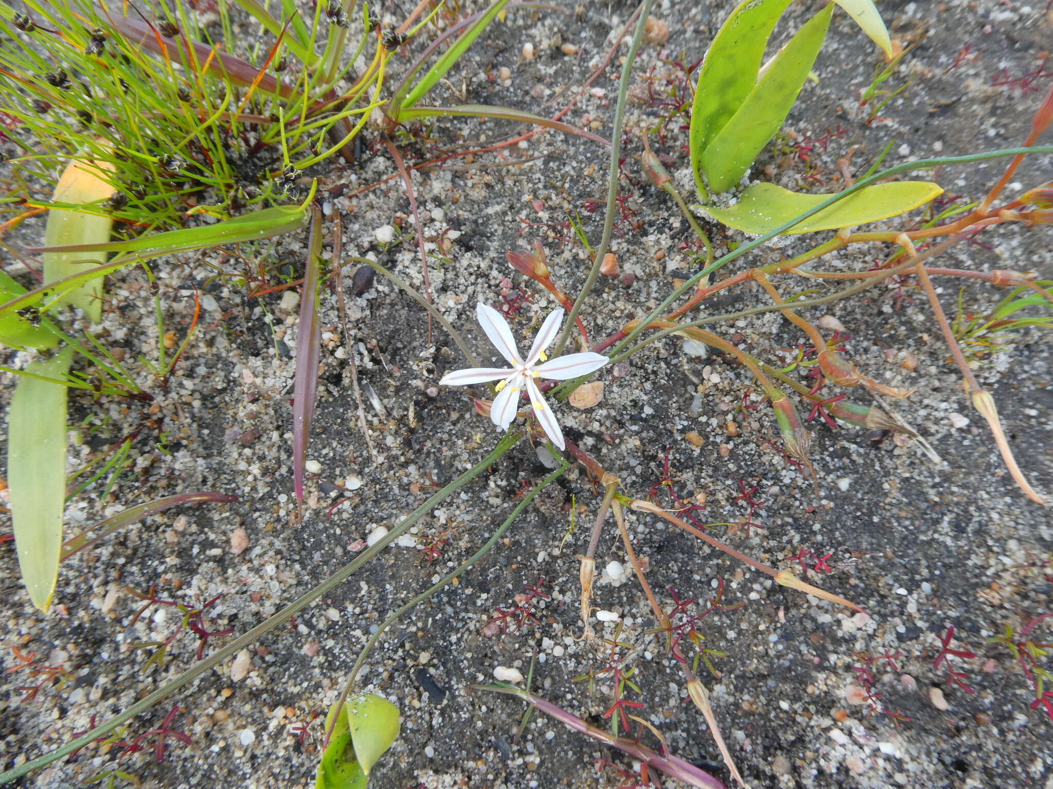 Image of Trachyandra filiformis (Aiton) Oberm.