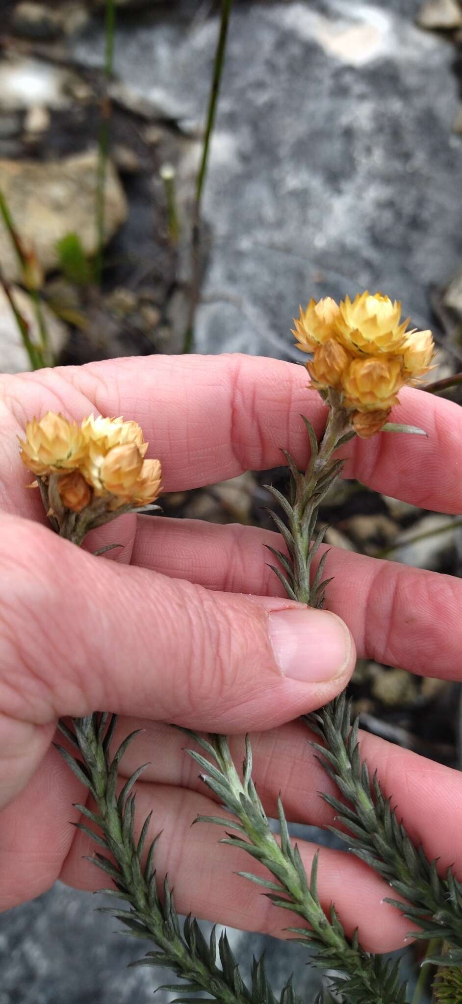 Image of Achyranthemum mucronatum