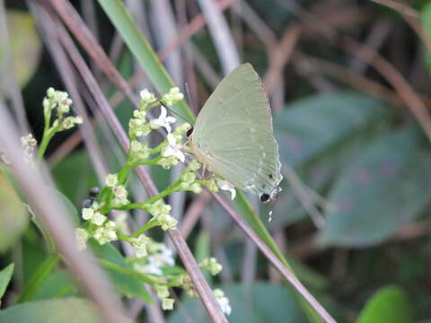 Artipe eryx (Linnaeus 1771) resmi