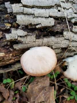 Image of Pleurotus pulmonarius (Fr.) Quél. 1872