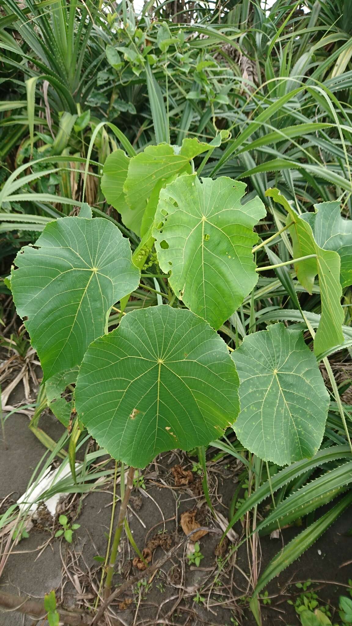 Image of parasol leaf tree