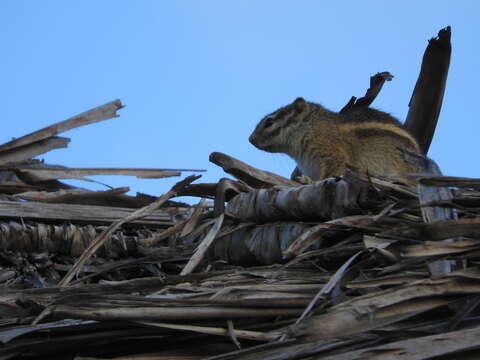 Image of Striped Bush Squirrel