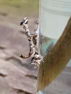 Image of Geranium Plume Moth