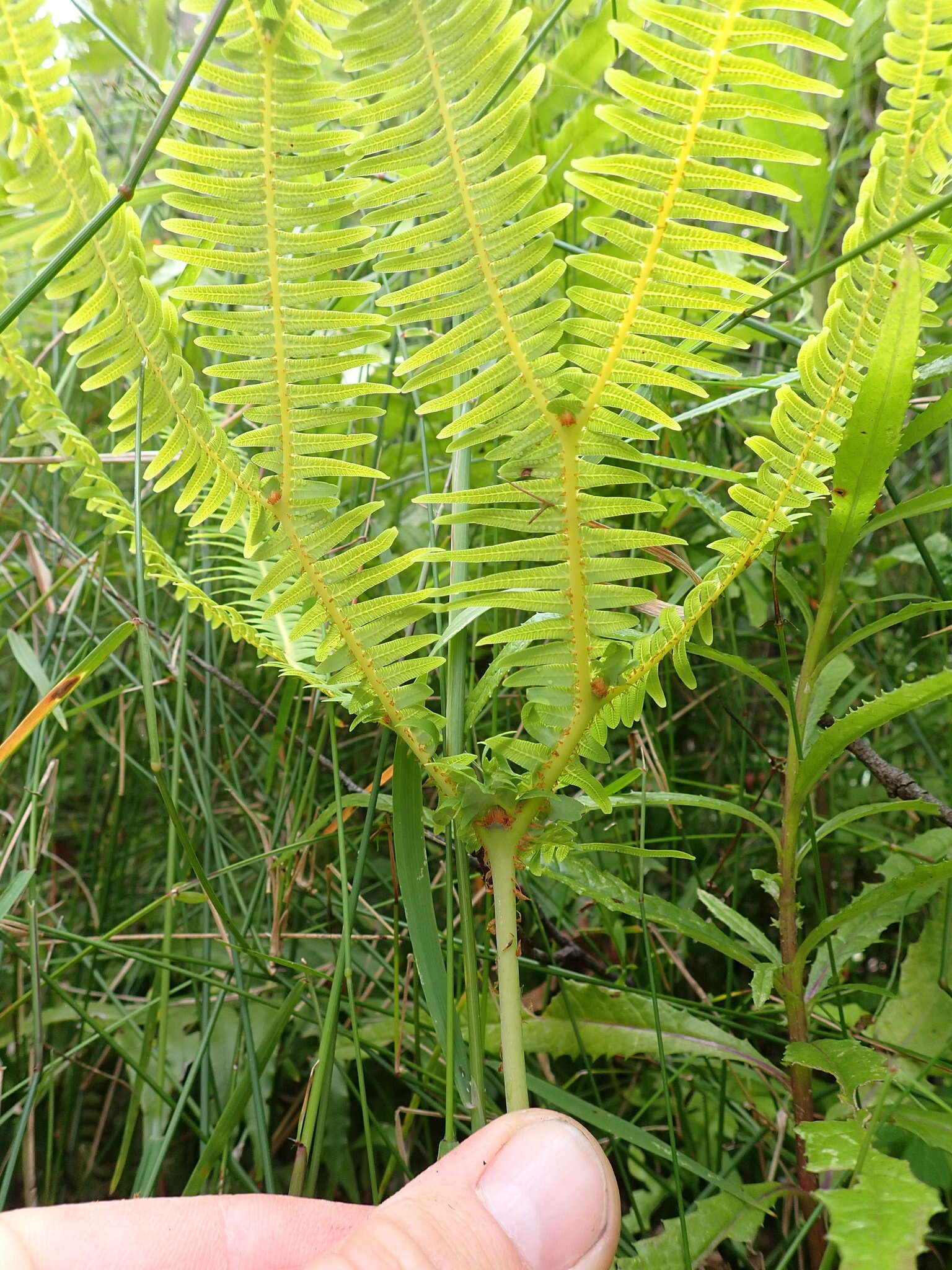 Image of Sticherus lobatus Wakef.