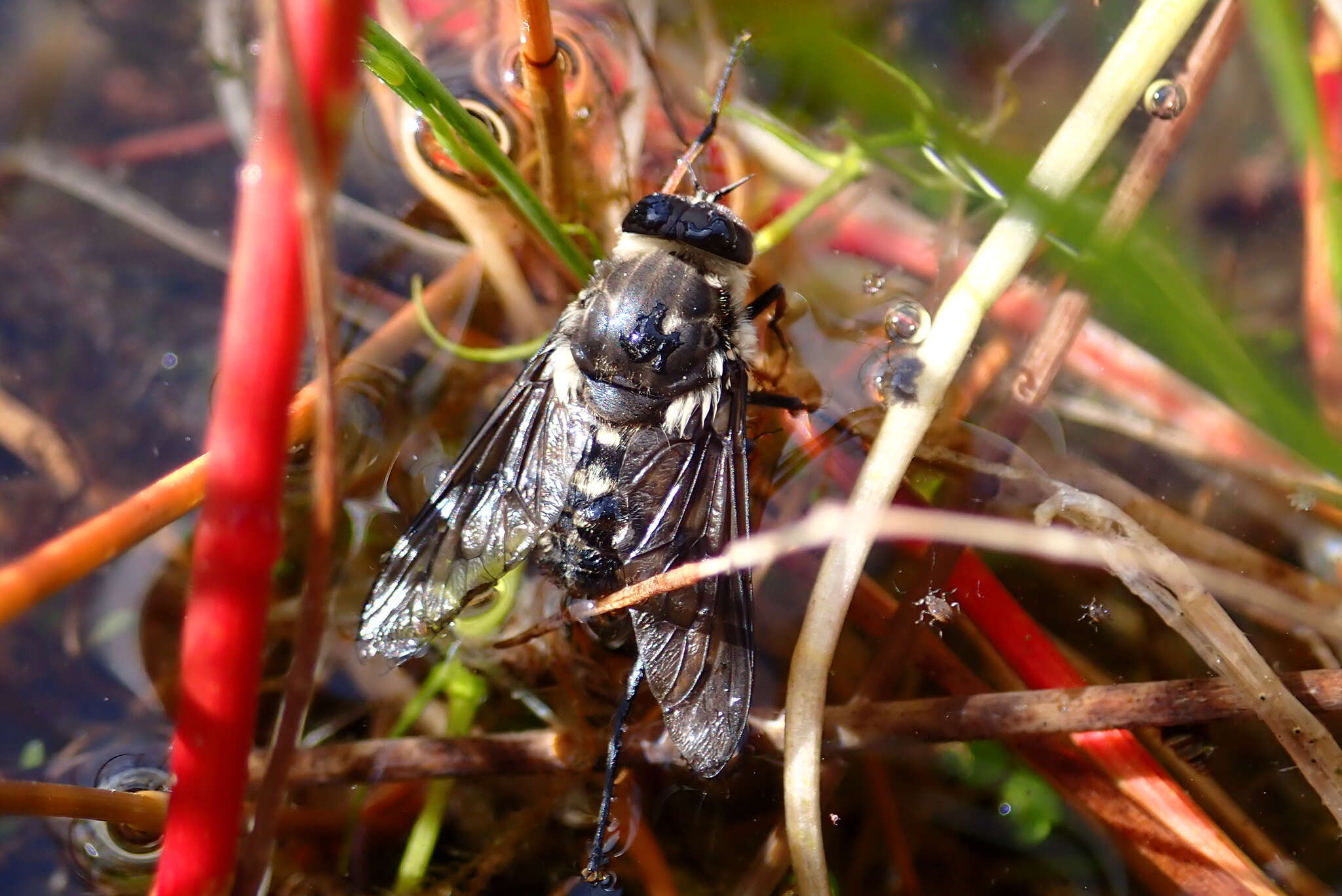 Image of Scaptia adrel (Walker 1850)