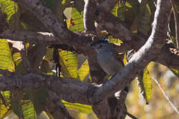 Image of Rufous-winged Antshrike