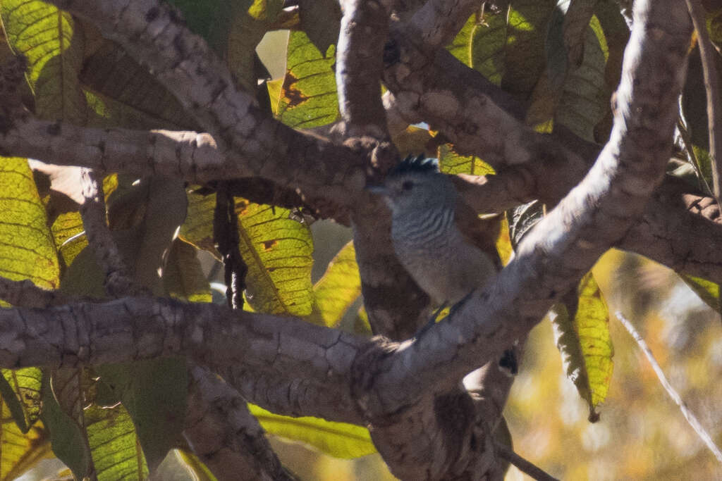 Image of Rufous-winged Antshrike