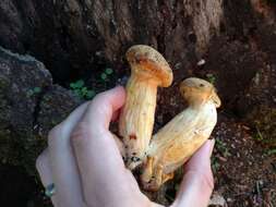 Image of Armillaria sinapina Bérubé & Dessur. 1988