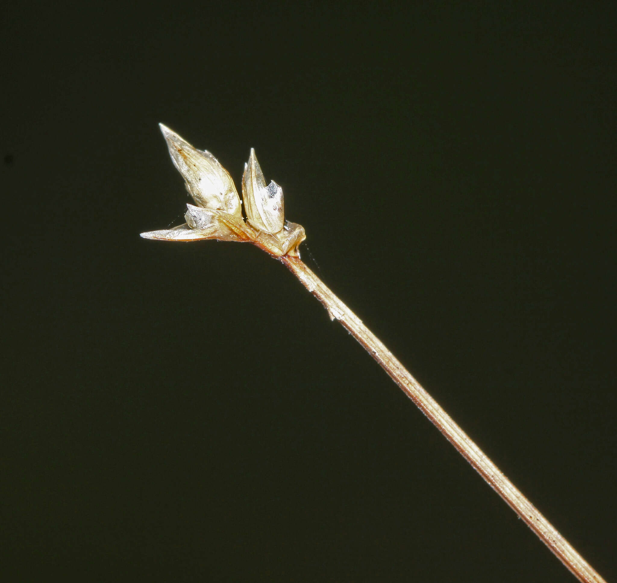Image of Sparse-flowered sedge