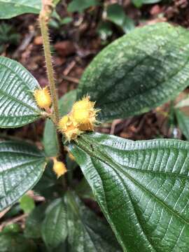 Image of Miconia alternidomatia