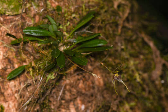 Image of Muscarella strumosa (Ames) Luer