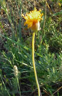 Image of Hopi tea greenthread