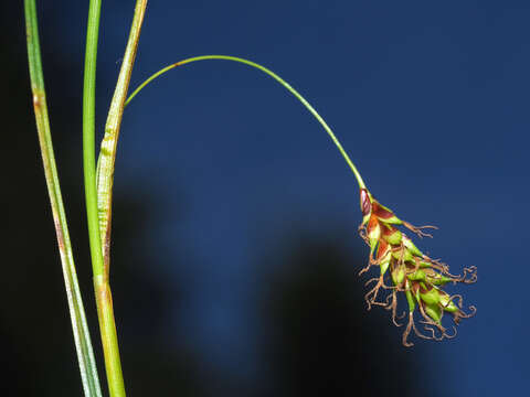 Image de Carex ferruginea Scop.