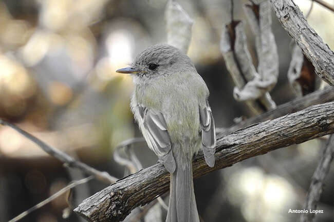 Image of American Dusky Flycatcher