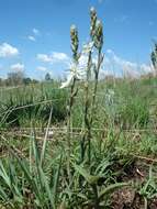 Image of Chlorophytum cooperi (Baker) Nordal