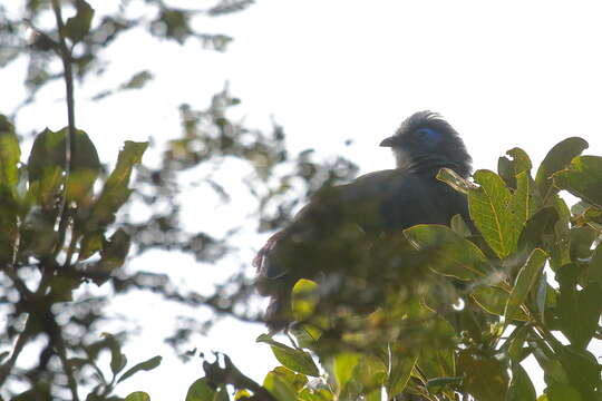 Plancia ëd Coua caerulea (Linnaeus 1766)