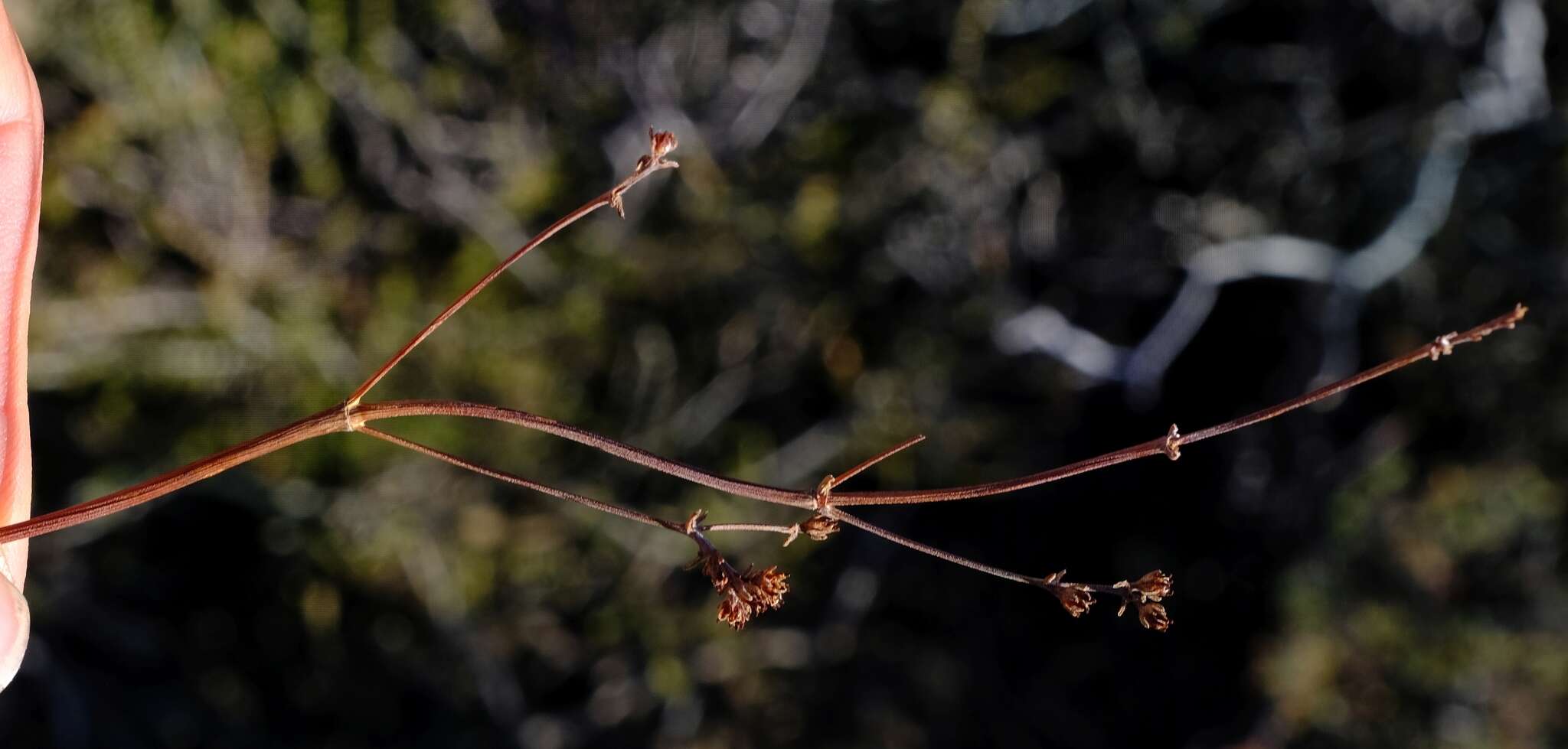 Image of Crassula nudicaulis var. platyphylla (Harv.) Tölken