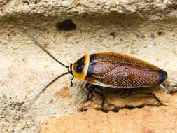 Image of Ellipsidion australe Saussure 1863