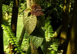 Image de Ficus villosa Bl.