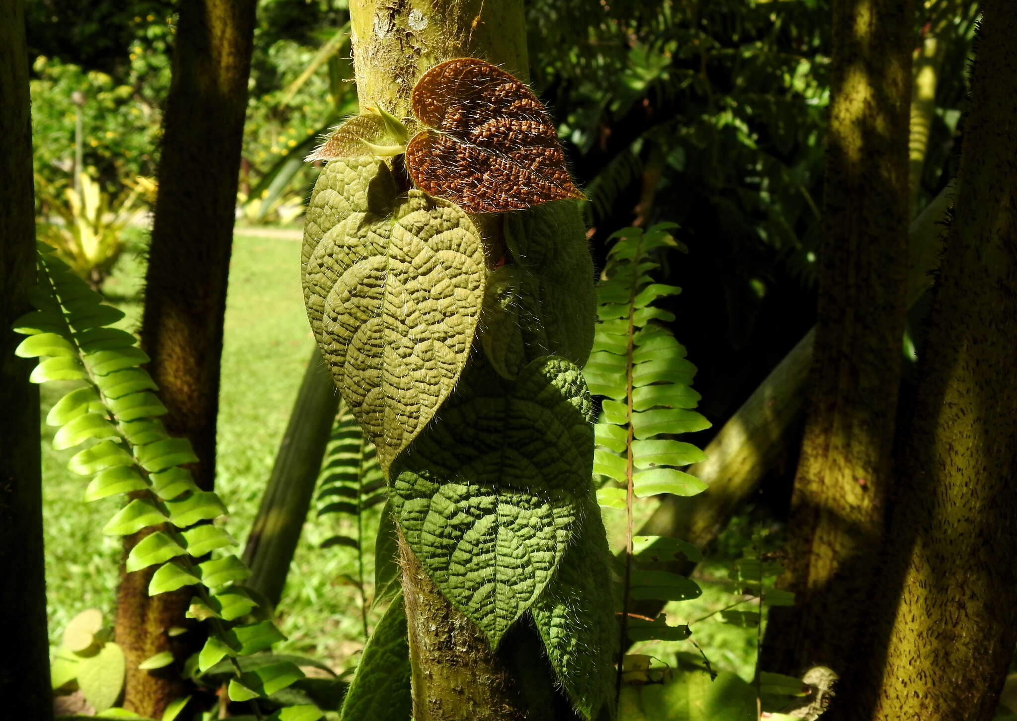 Image de Ficus villosa Bl.