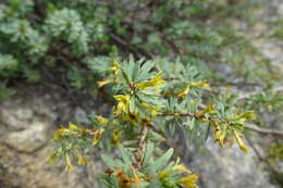 Image of Thymelaea dioica (Gouan) All.