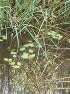 Image of Floating Pondweed