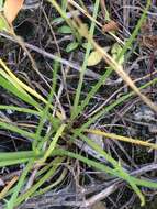 Image of Texas skeletonplant