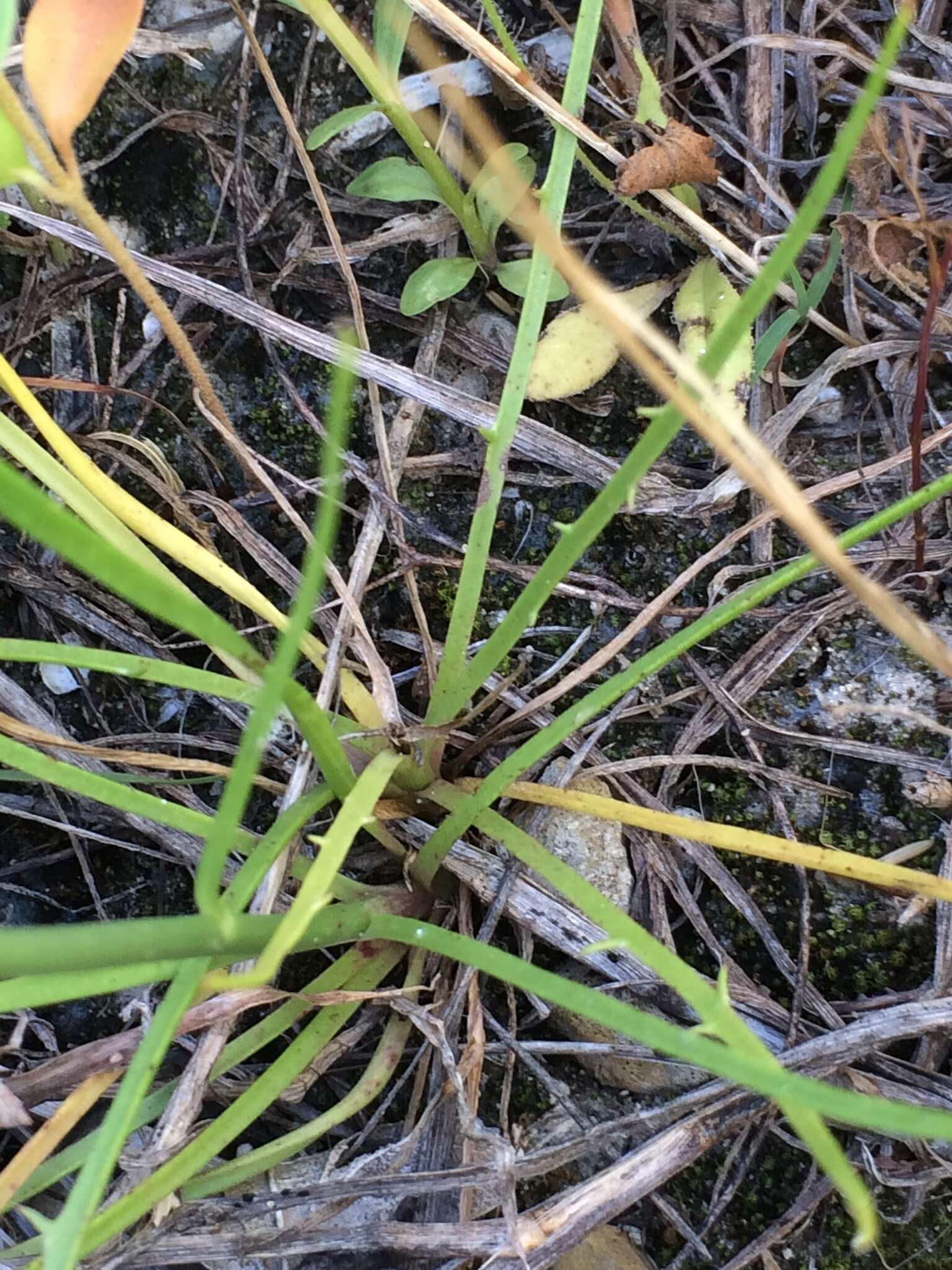 Image of Texas skeletonplant