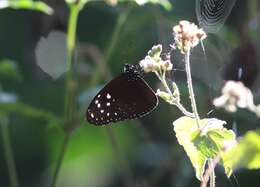 Image of Euploea mulciber basilissa Cramer 1782