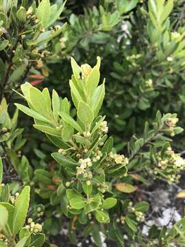 Imagem de Gerrardina foliosa Oliv.