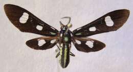 Image of Leucotmemis nexa Herrich-Schäffer 1854