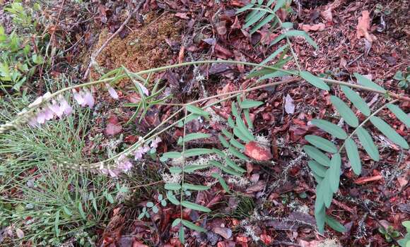 Image of alpine sweetvetch