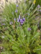 Image of Lavandula multifida L.