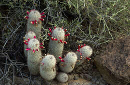 صورة Mammillaria pottsii Scheer ex Salm-Dyck