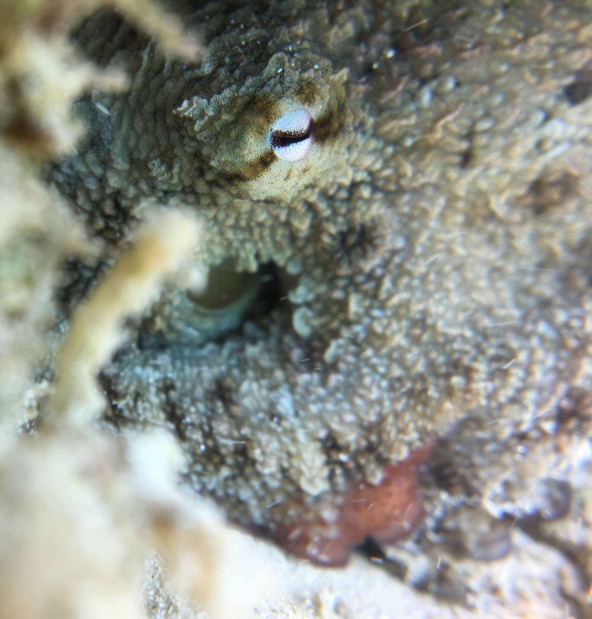 Image of Caribbean two-spot octopus
